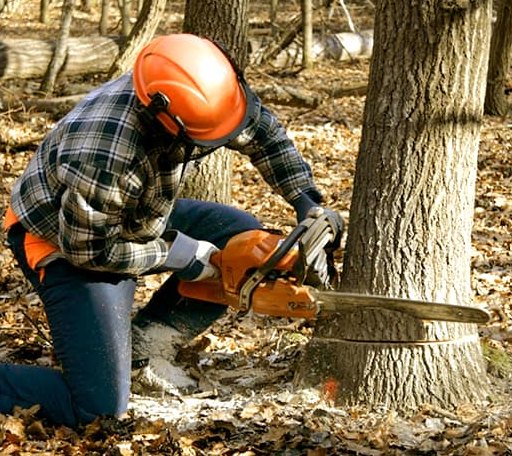 Tree Removal in North Hero, VT
